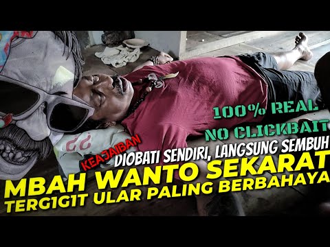 INJAK RHODOSTOMA - ULAR TANAH PALING BERBAHAYA DI INDONESIA