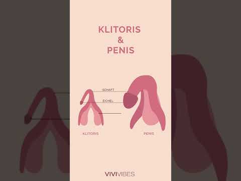 Klitoris vs. Penis Animation