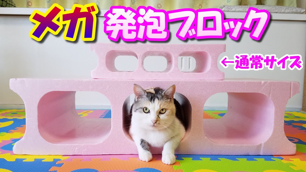 ブロックチェーンゲーム Cat jumping into Huge foam block