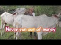 Bulls, cows that can help the owner do not run out of money on breeding cows