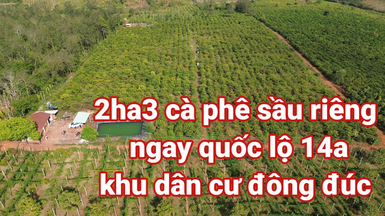 2ha3 cà phê cách thành phố Pleiku 25 cây, nhà cửa điện nước đầy đủ.