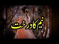 Neem ka darakht  story no290  urdu  hindi stories  by aleeza talk