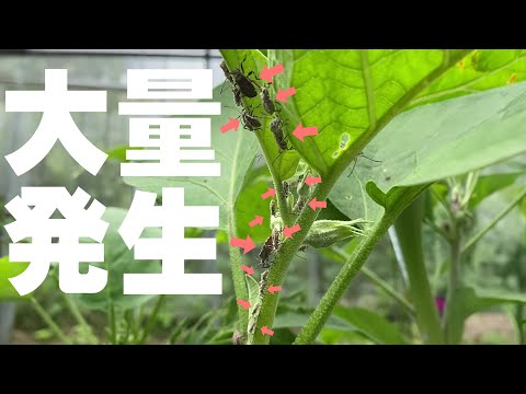 【大量発生警報】カメムシの駆除方法とおすすめ農薬