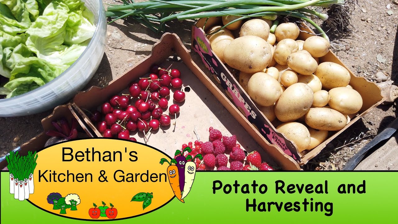 Potato Reveal and Harvesting