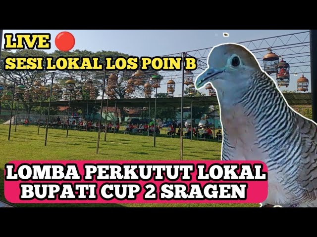 SEMAKIN MENGGILA 😱 KIAN SANTANG JUARA 1 di sesi los poin  , Lomba Perkutut Lokal Bupati class=