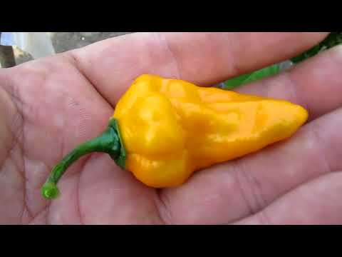 Видео: Ghost Pepper Plant - Советы по выращиванию призрачного перца