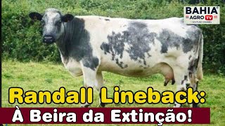 Da Beira Da Extinção Ao Futuro Como O Gado Randall Lineback Pode Mudar Tudo