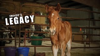 A Legacy Is Born On Our Homestead!  BABY HORSE BIRTH