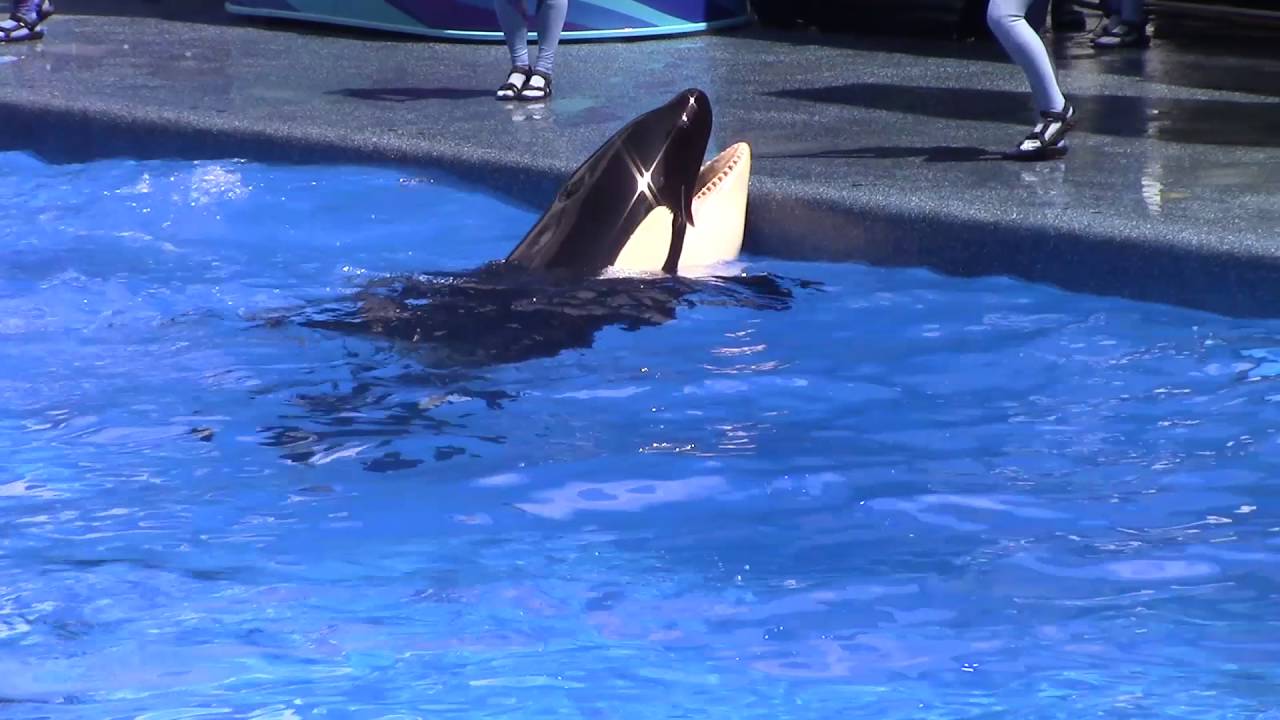 Seaworld Show da baleia orca 1 - YouTube