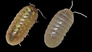 Comparing Armadillidium vulgare T+ and T- Albino by Aquarimax Pets 816 views 2 weeks ago 3 minutes, 12 seconds