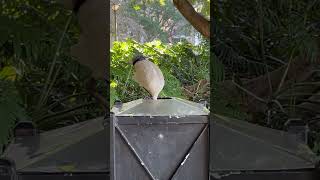 That’s Why They Call Them Bin Chickens