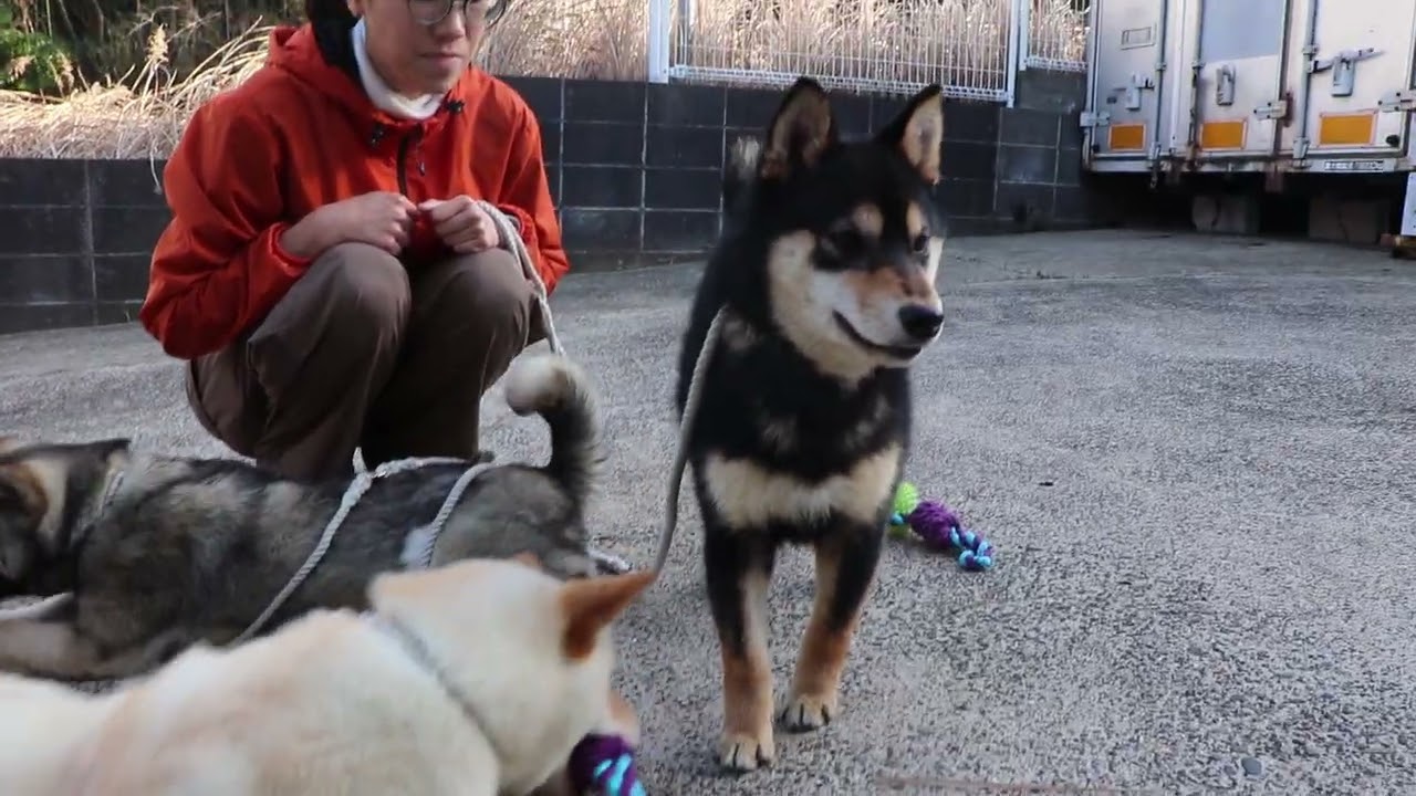 shibainu boy kazu 20250911 & girl lani 20250811