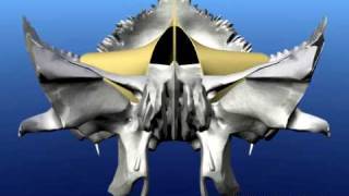 Craniosacral movement animated - Craniosacral Institute Australia