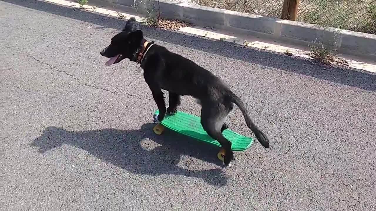Il cane più intelligente del mondo - YouTube