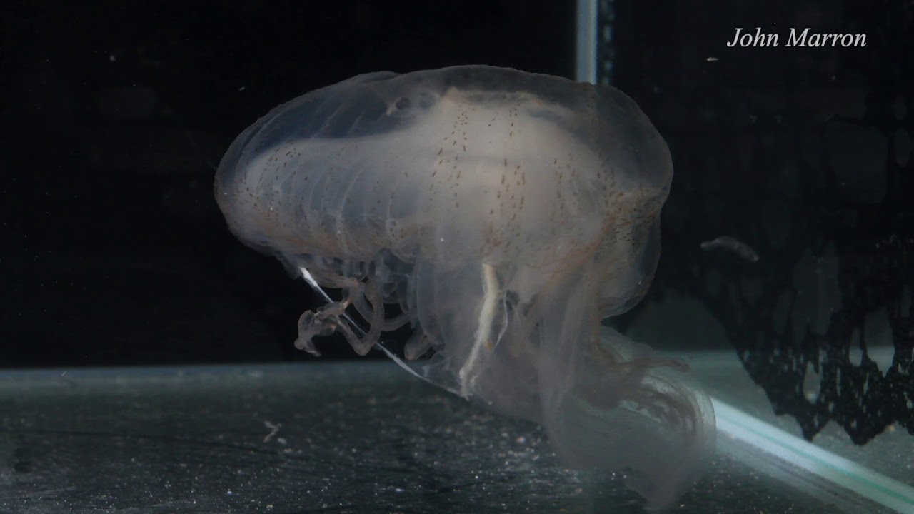 Sanderia malayensis (アマクサクラゲ)? 2018.8.16 part 1