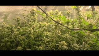 flower day 42 Marshydro TS3000  Budget DWC