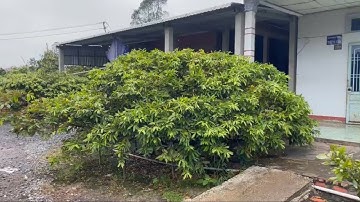 Bán cây mai hình con rùa Lh:0329279250 sỹ 