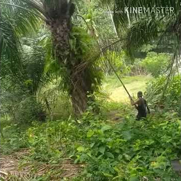 Story WA cari nafkah sendiri