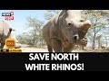 Hope for the White Rhino: Scientists Create 38 Embryos in Conservation Breakthrough | 4K | N18G