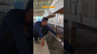 Sistem kandang di kandang Jaya farm yang menggunakan sistem waring untuk memisahkan kotoran