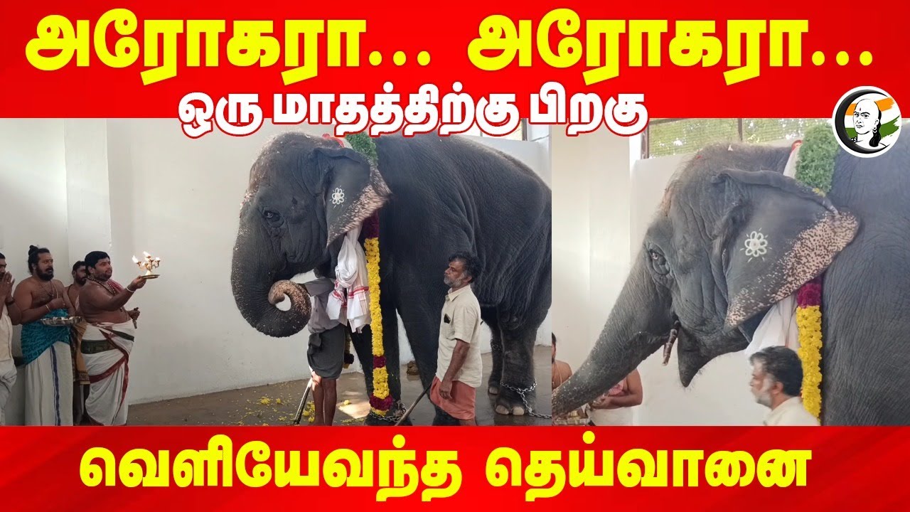 ஒரு மாதத்திற்கு பிறகு வெளியேவந்த Theivanai | Tiruchendhur | Elephant