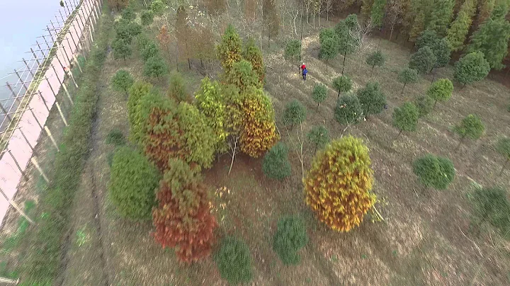 2015 CQWW CW ANTENNA