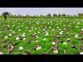 Harvest a lot of duck eggs and snails at rice field by hand skill