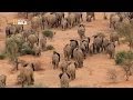 La migration des lphants