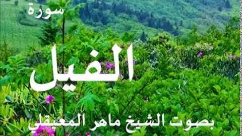 سورة الفيل بصوت الشيخ / ماهر المعيقلي 105