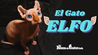 The Elf Cat 😸 In detail (english subtitles) by Raza de Gatos 2,006 views 2 years ago 4 minutes, 32 seconds