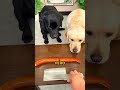 Esta persona se interpuso en el camino de estos perros... ¡¿pero por qué?!