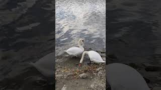 лебеди, swans, Дунай, Danube river, Вена, Vienna, Austria, Австрия, природа,# nature,wildlife,birds,