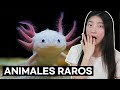 Coreanos Reaccionan a los ANIMALES RAROS de LATINOAMERICA