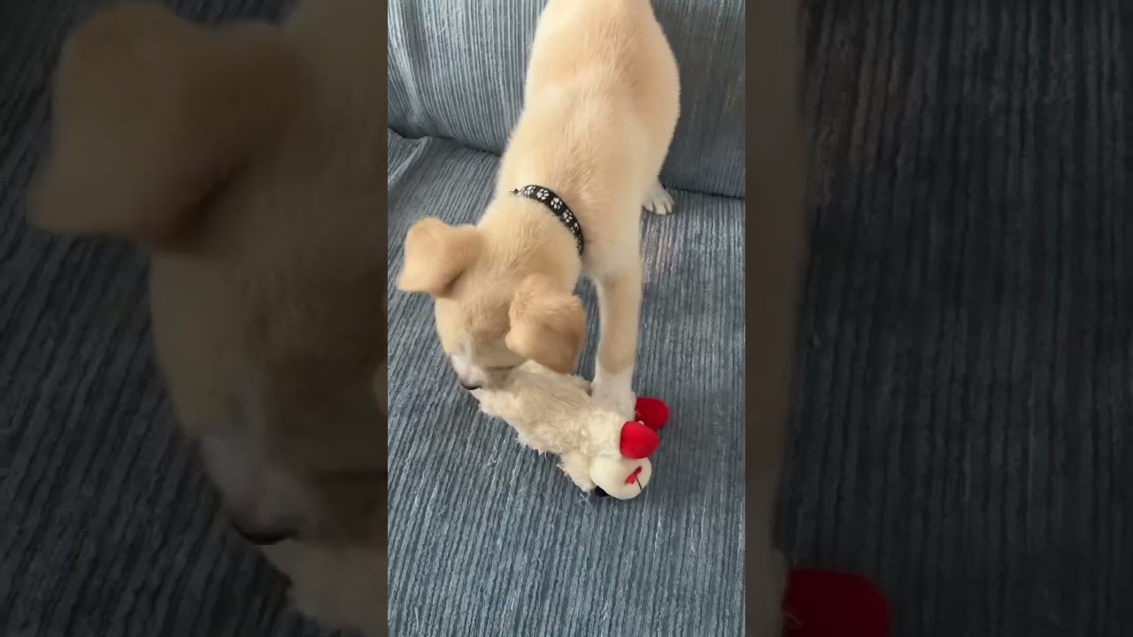 Bruno the Parsons/Jack Russell Terrier