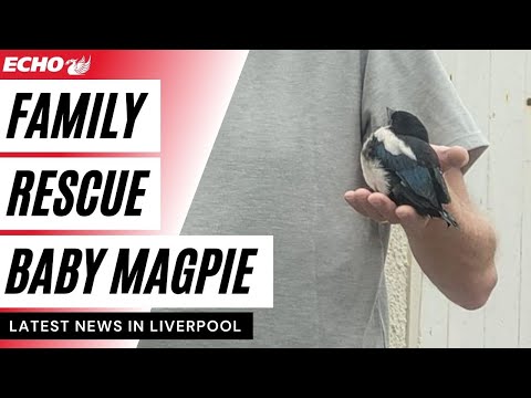 Baby magpie develops incredible bond with family after being rescued from bird attack
