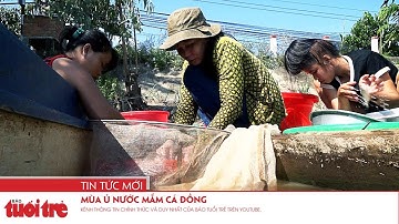 Mùa ủ nước mắm cá đồng