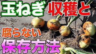 【長期保存のコツ】玉ねぎを実際に収穫してどのように保存するか知りたくないですか？