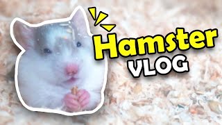 Noch ein Baby Hamster?  Hamster als Haustier  Hamster Vlog