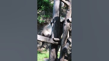 Giant pandas at the Smithsonian National Zoo pt 19