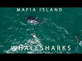 Now or Never: Snorkeling with Whale Sharks in Mafia Island, Tanzania