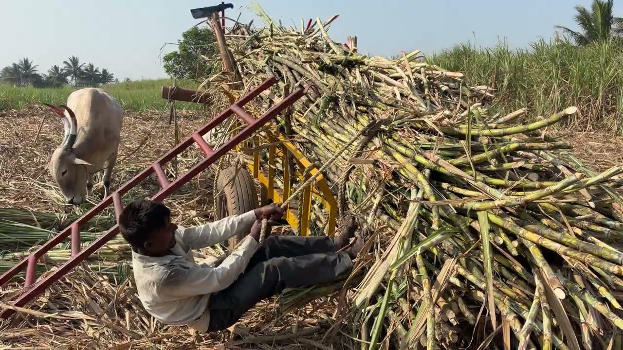 बैल गाडी भरली की ऐक मानूस रसी आवळीत बघा है