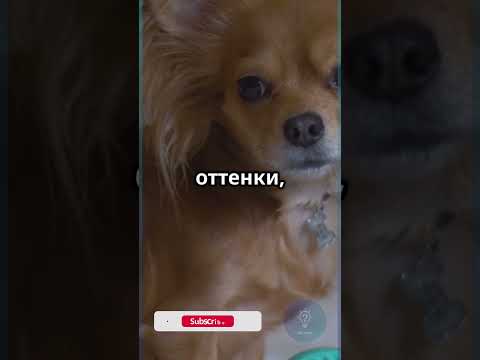 Видят ли собаки цвета? Ответ удивит #Факт #Собаки #Shorts #Животные #iqcheck #shortvideo #факты