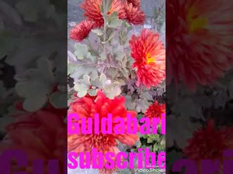 वीडियो: गमले में जलकुंभी (40 तस्वीरें): इनडोर फूलों की देखभाल, घर पर रोपण। घर पर गमले में पौधा कैसे लगाएं?