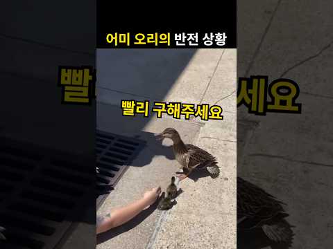 아기 오리가 사라지자 어미의 반전 상황 thumbnail