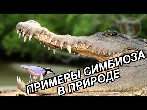 Примеры симбиоза в природе