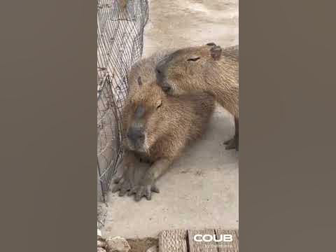 Шептун - YouTube