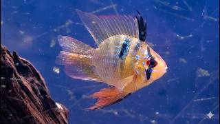 🐟Balloon German Blue Ram Cichlid 🌿Freshwater Fish