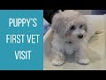 PUPPY'S FIRST VET VISIT | Maltipoo Puppy Check-Up