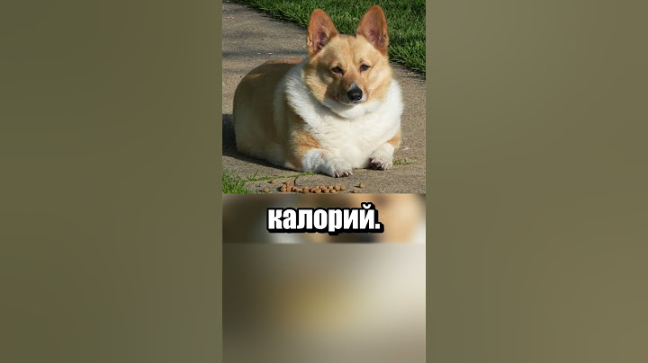 Корги борется с лишним весом