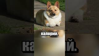 Thumbnail for Корги борется с лишним весом